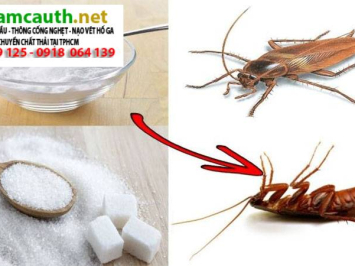 Các loại côn trùng trong nhà vệ sinh? Ngăn chặn triệt để?