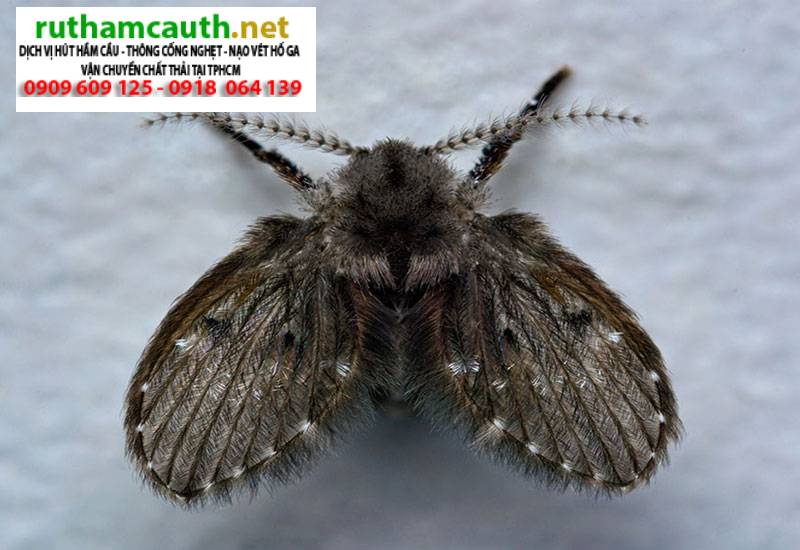 Các loại côn trùng trong nhà vệ sinh? Ngăn chặn triệt để?