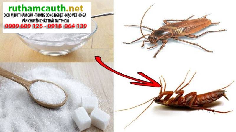 Các loại côn trùng trong nhà vệ sinh? Ngăn chặn triệt để?