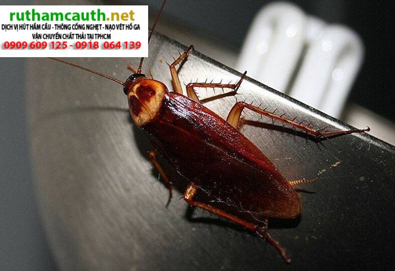 Các loại côn trùng trong nhà vệ sinh? Ngăn chặn triệt để?