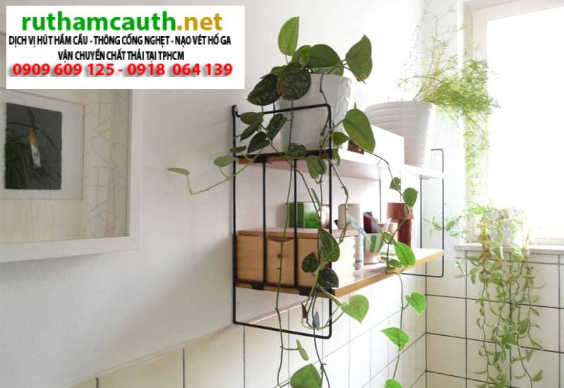 Cách để lá dứa trong nhà vệ sinh khử mùi hiệu quả nhất