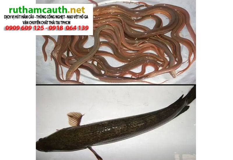 Làm rơi đồ nhựa xuống bồn cầu, xử lý nhanh trong 1 phút